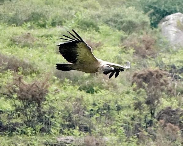 Griffon vulture
